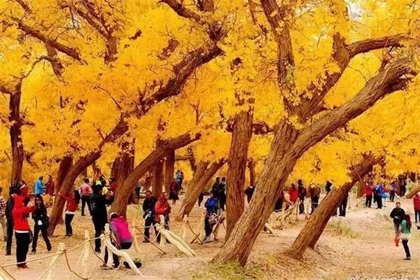 內(nèi)蒙古額濟(jì)納旗景區(qū)